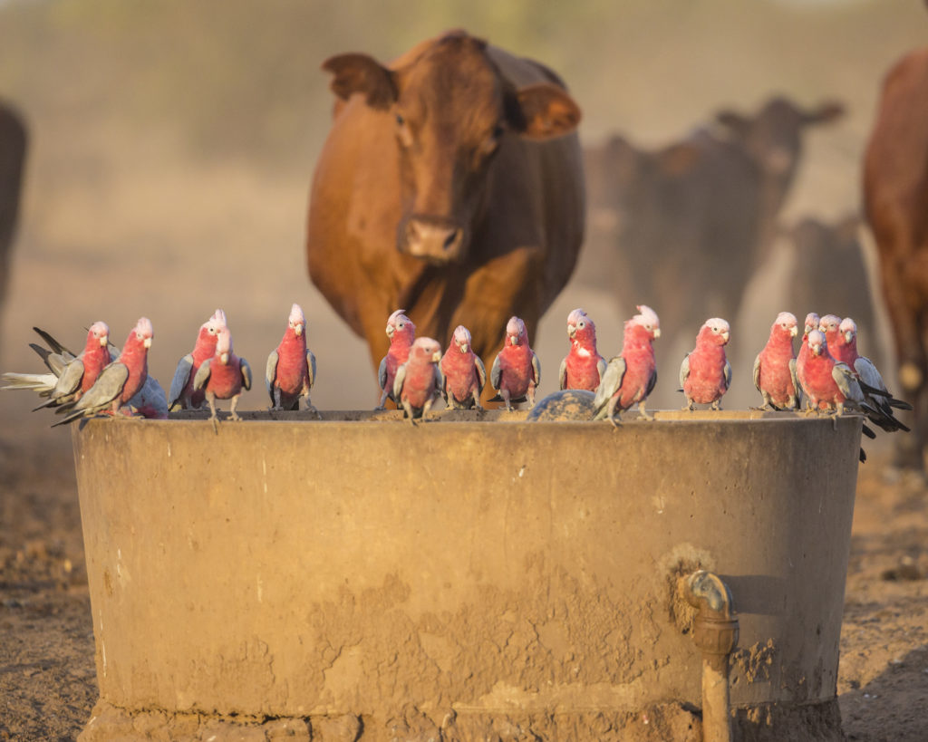 Drink at the Trough
