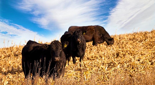 Stubble & livestock: What you should know