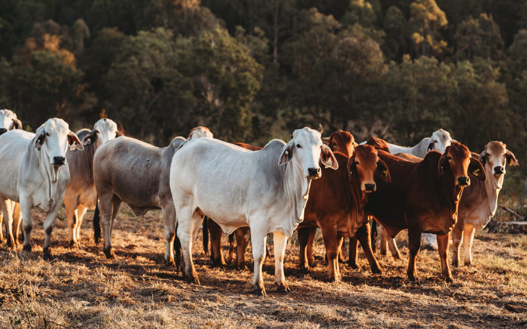 Controlling Bloat in Cattle